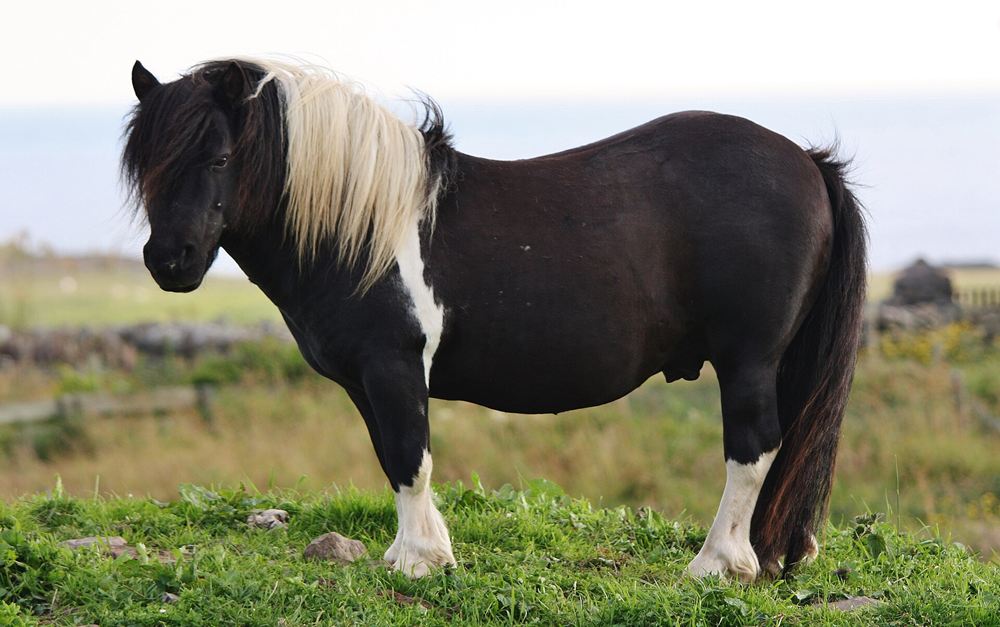Bombón, poni shetland pío blanco y negro