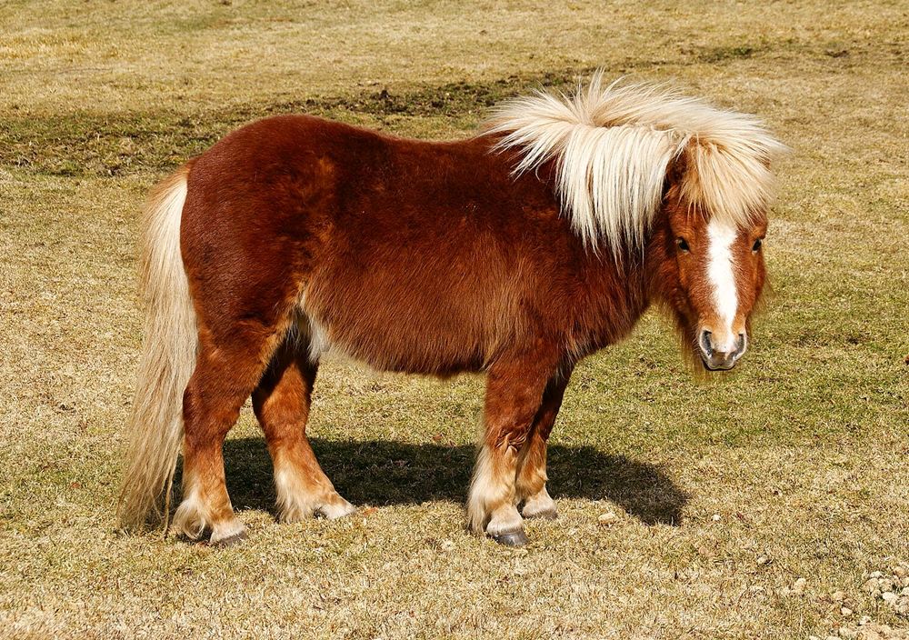 Canela, poni alazán de crines rubias