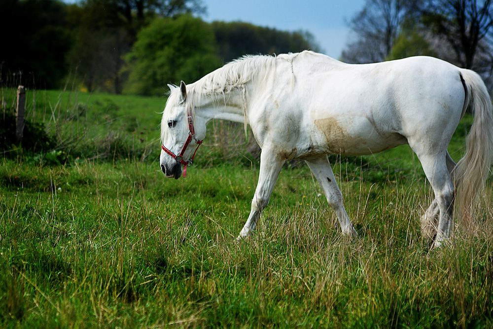Lucero, caballo andaluz blanco