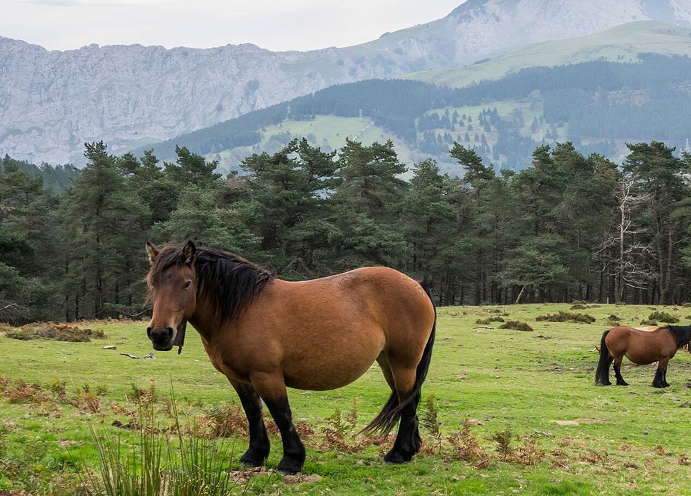 Caballo castaño en un prado de montaña, con pinos y cumbres al fondo