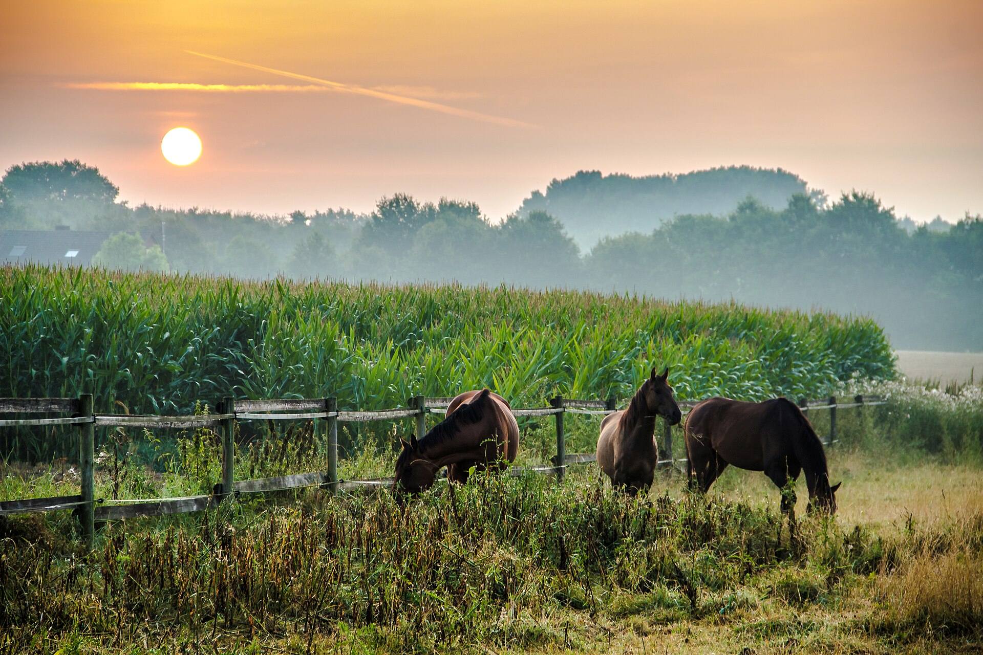 Caballos pastando junto a una cerca de madera al amanecer