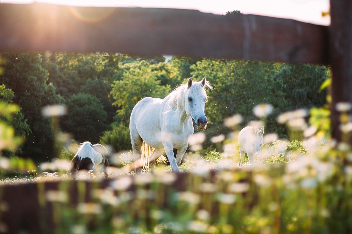 Caballos blancos en un prado con margaritas, tras una valla de madera